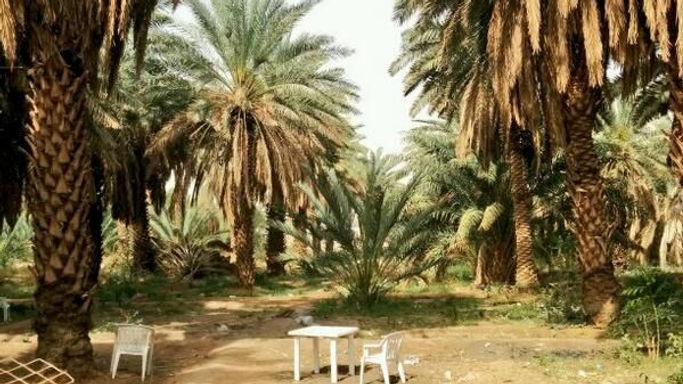 Date farm - Madinah Munawwarah
